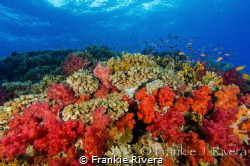 Safety Stops were mind blowing by Frankie Rivera 